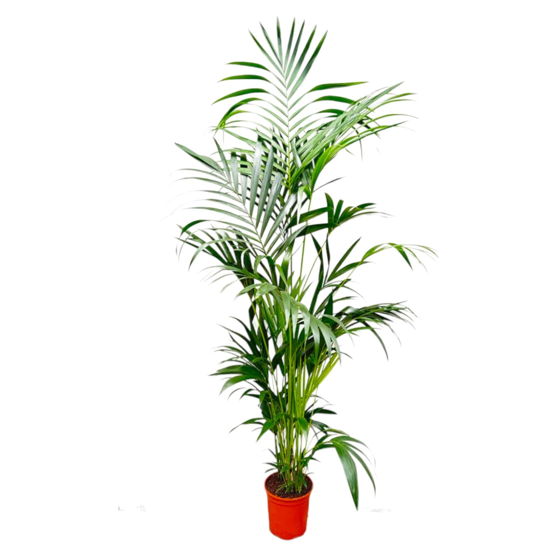 Kentia Palm - 200 cm - Forest Plants