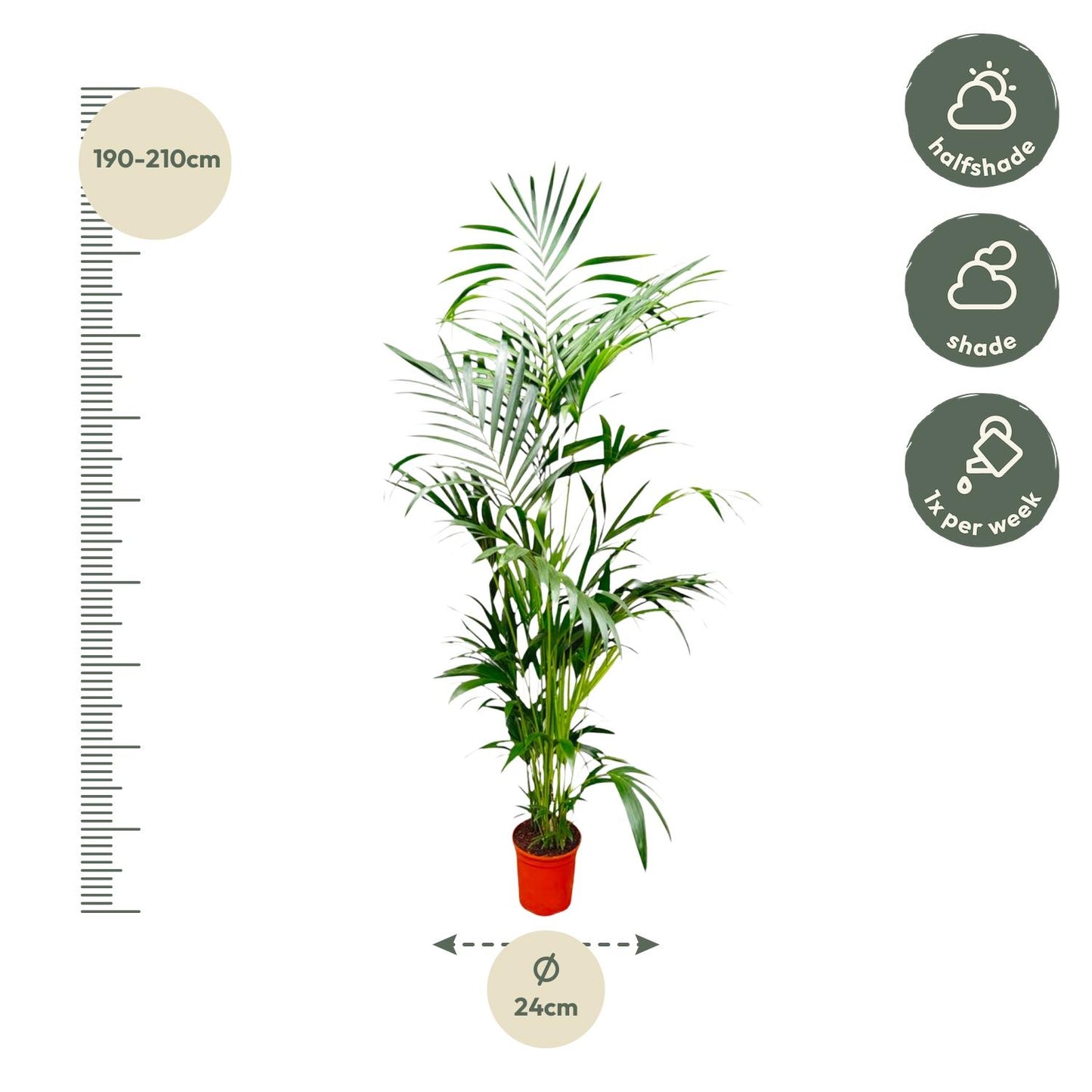 Kentia Palm - 200 cm - Forest Plants