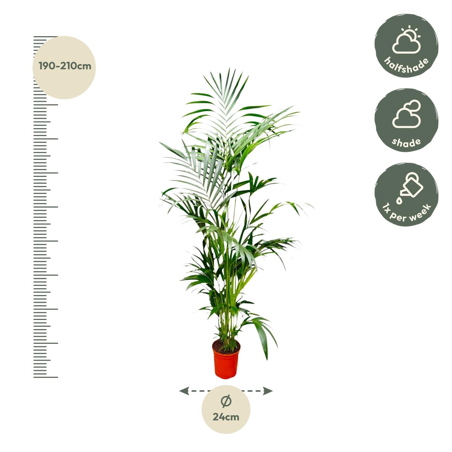 Kentia Palm - 200 cm - Forest Plants
