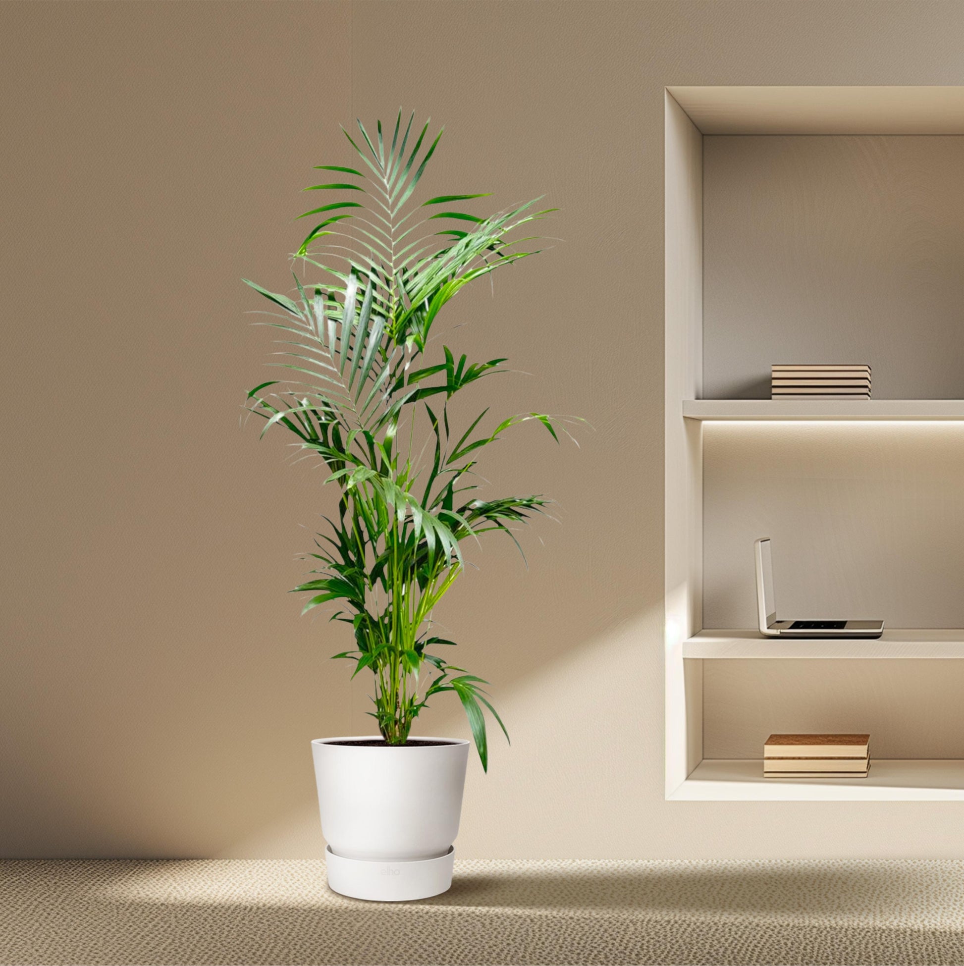 Kentia Palm - 200 cm - Forest Plants