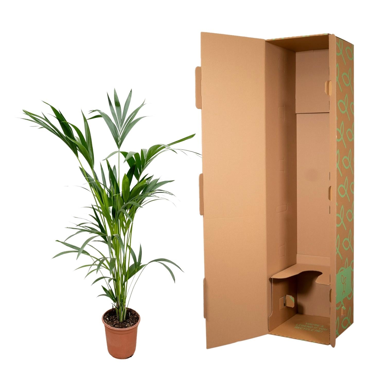 Kentia palm - 160 cm - Forest Plants