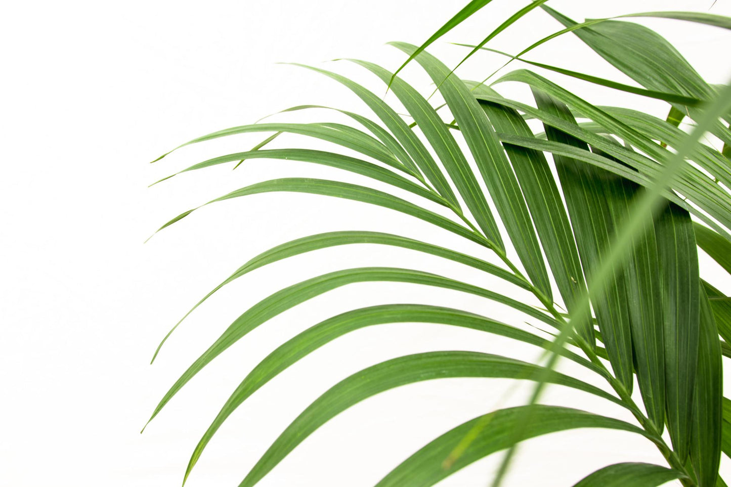 Kentia palm - 160 cm - Forest Plants