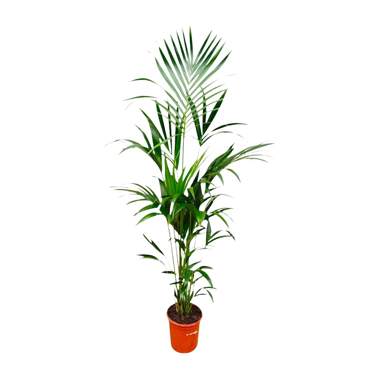 Kentia palm - 180 cm - Forest Plants