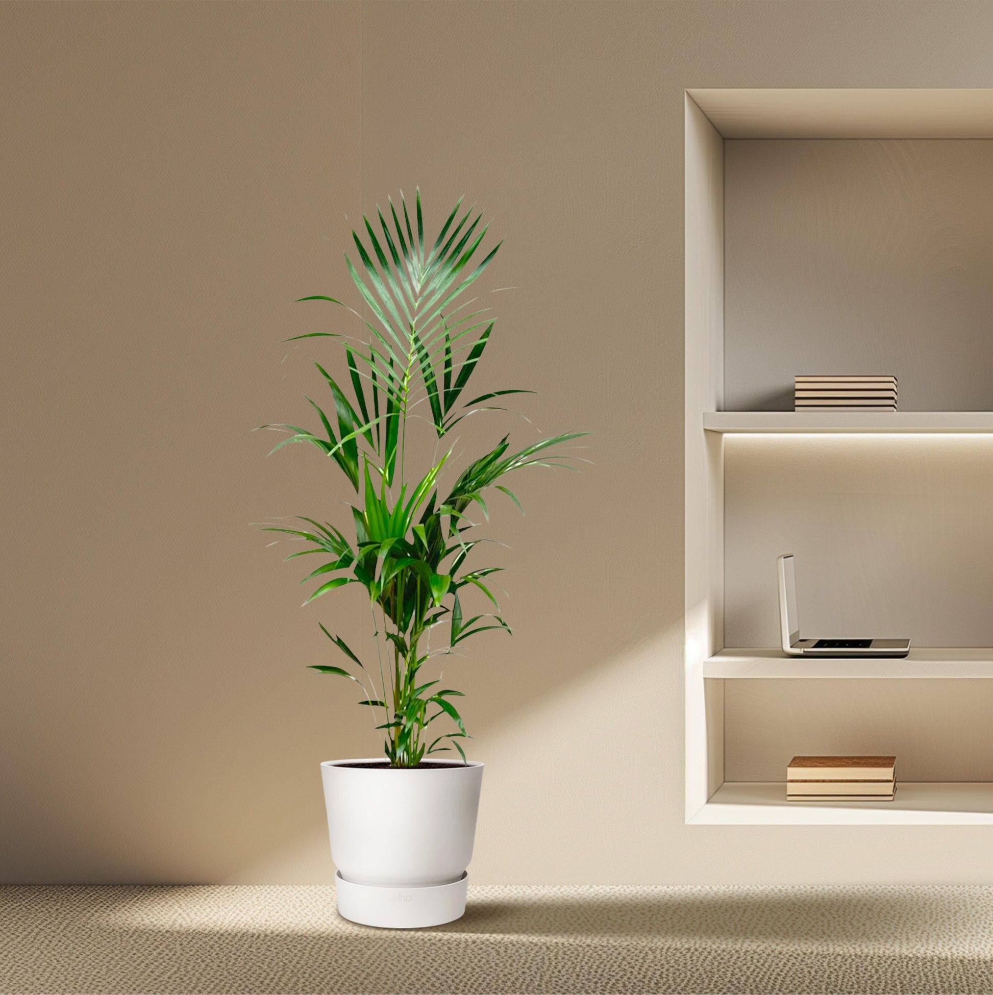 Kentia palm - 180 cm - Forest Plants