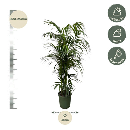 Kentia palm - 220 cm - Forest Plants