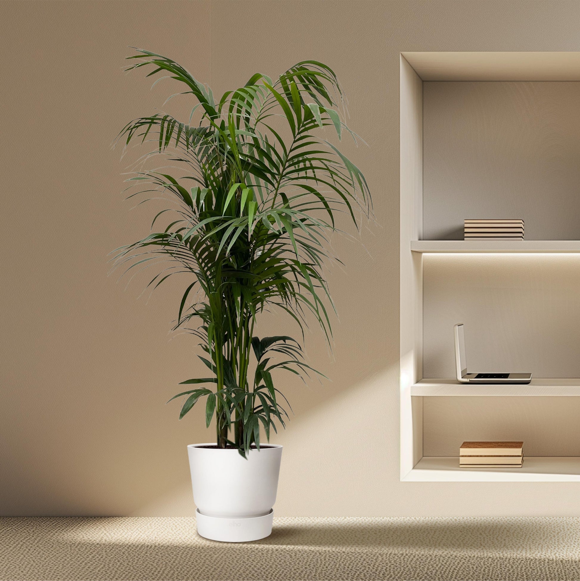 Kentia palm - 220 cm - Forest Plants