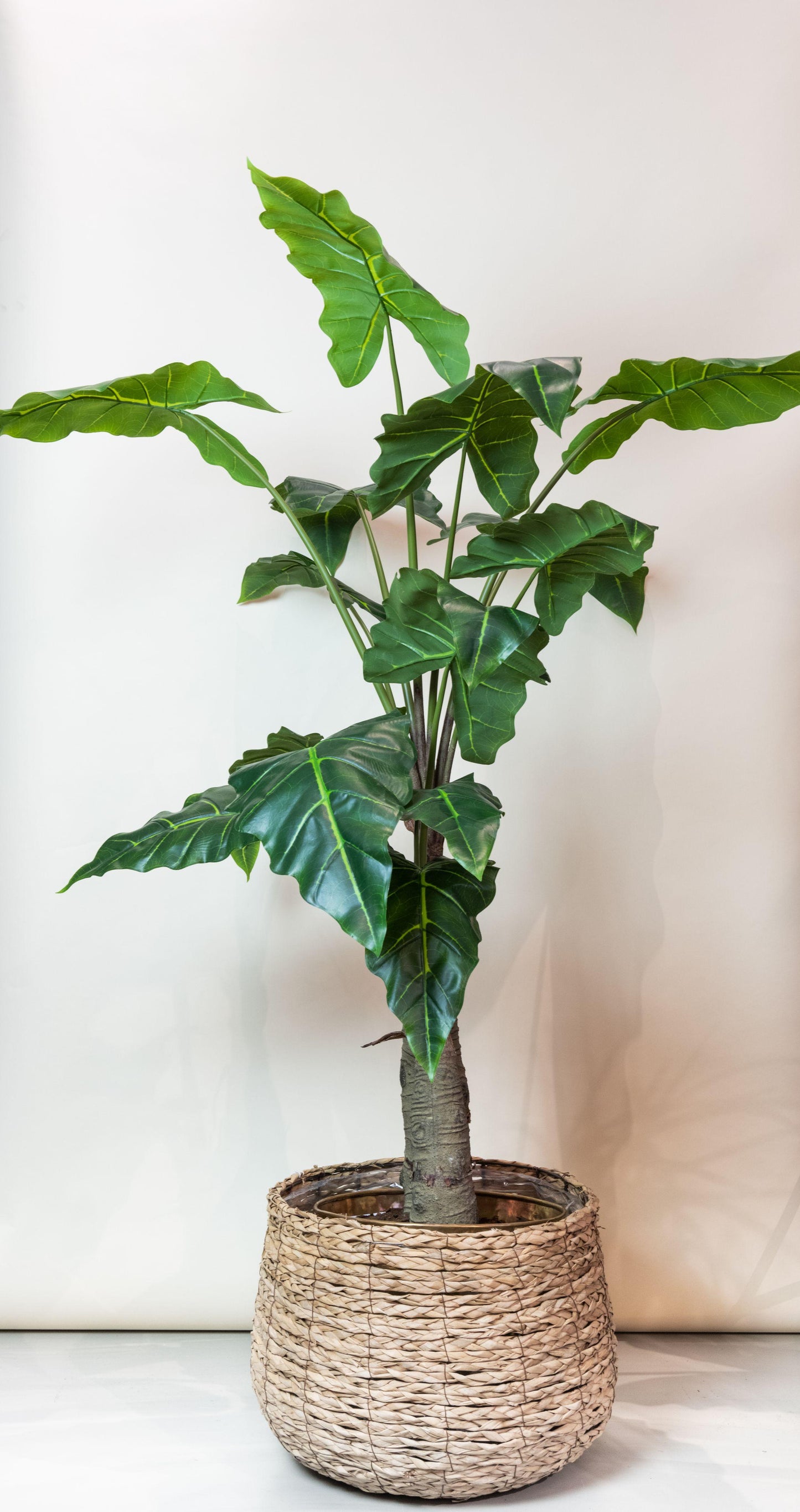 Kunstplant - Alocasia - Olifantsoor - 150 cm - Forest Plants