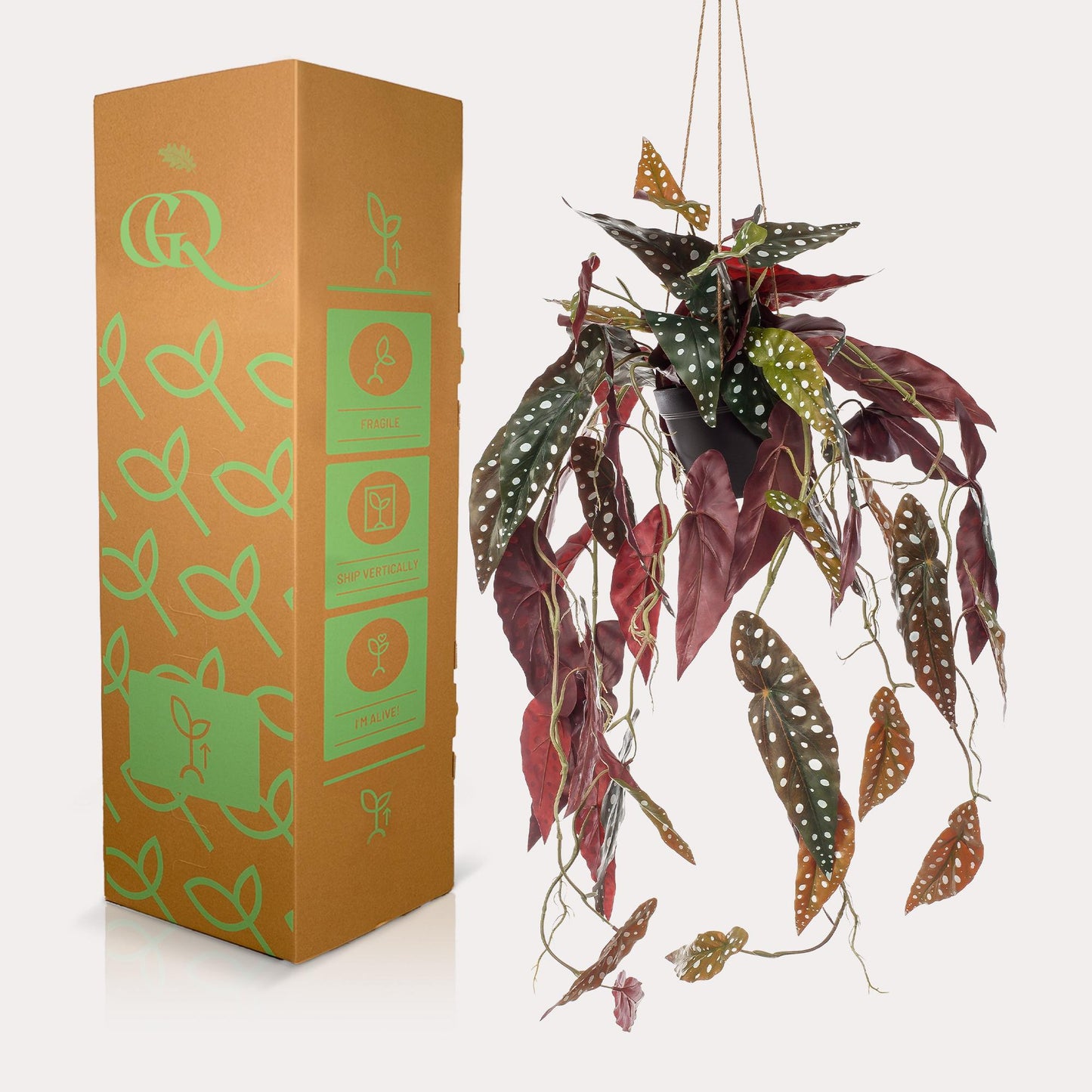 Kunstplant - Begonia Maculata - Stippenbegonia - 80 cm - Forest Plants