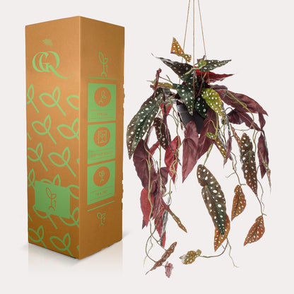 Kunstplant - Begonia Maculata - Stippenbegonia - 80 cm - Forest Plants
