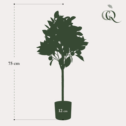 Kunstplant - Citrus Sinensis - Sinaasappelboom - 75 cm - Forest Plants