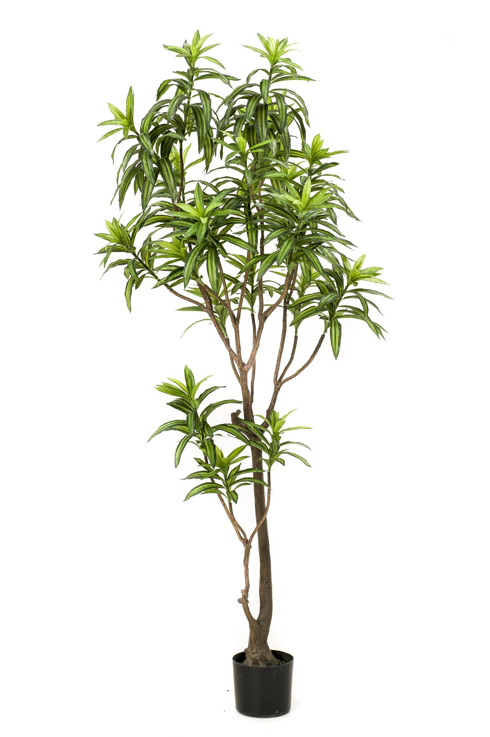 Kunstplant - Dracaena - Drakenboom - 190 cm - Forest Plants