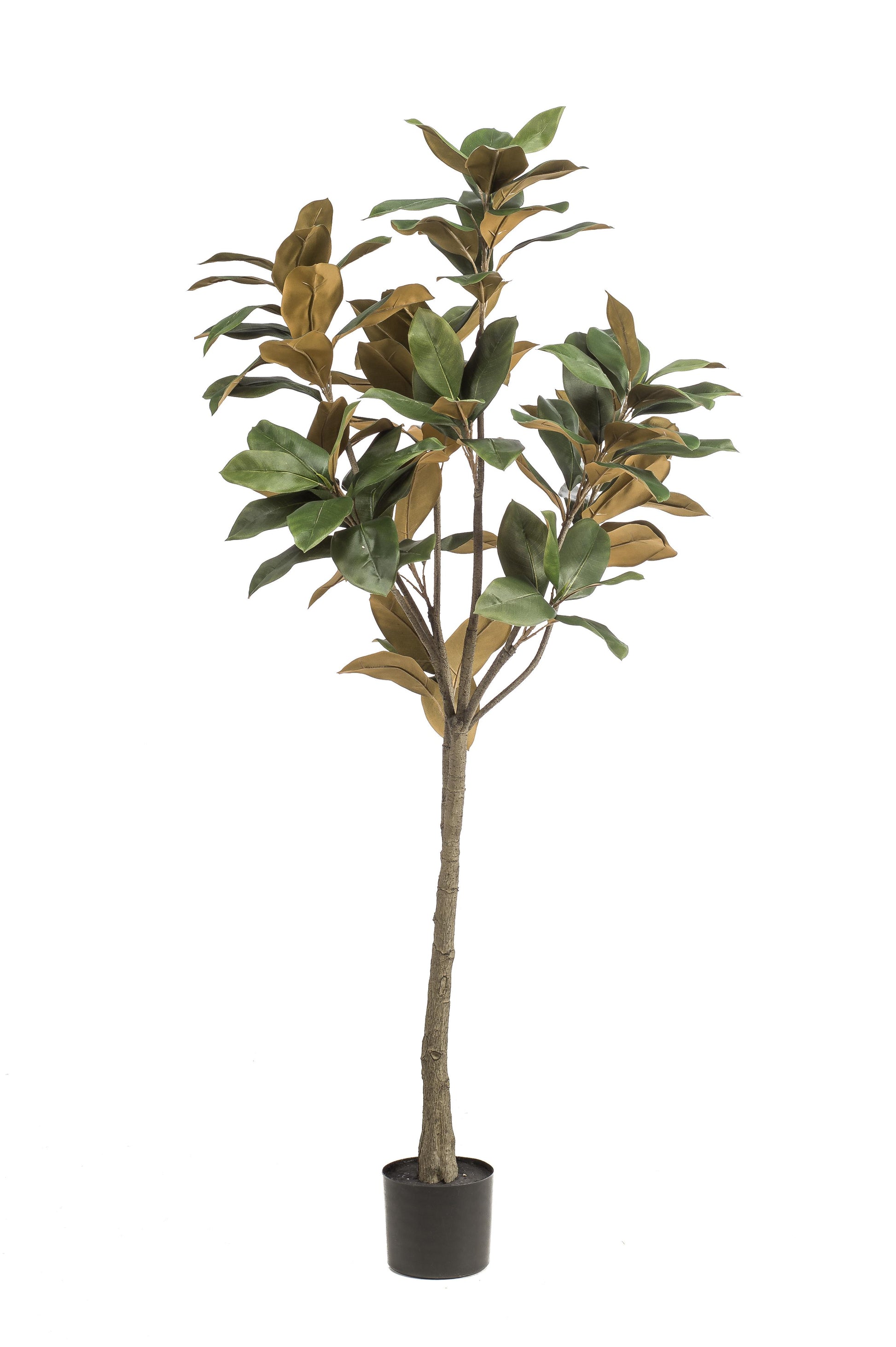 Kunstplant - Magnolia Grandiflora  - 150 cm - Forest Plants