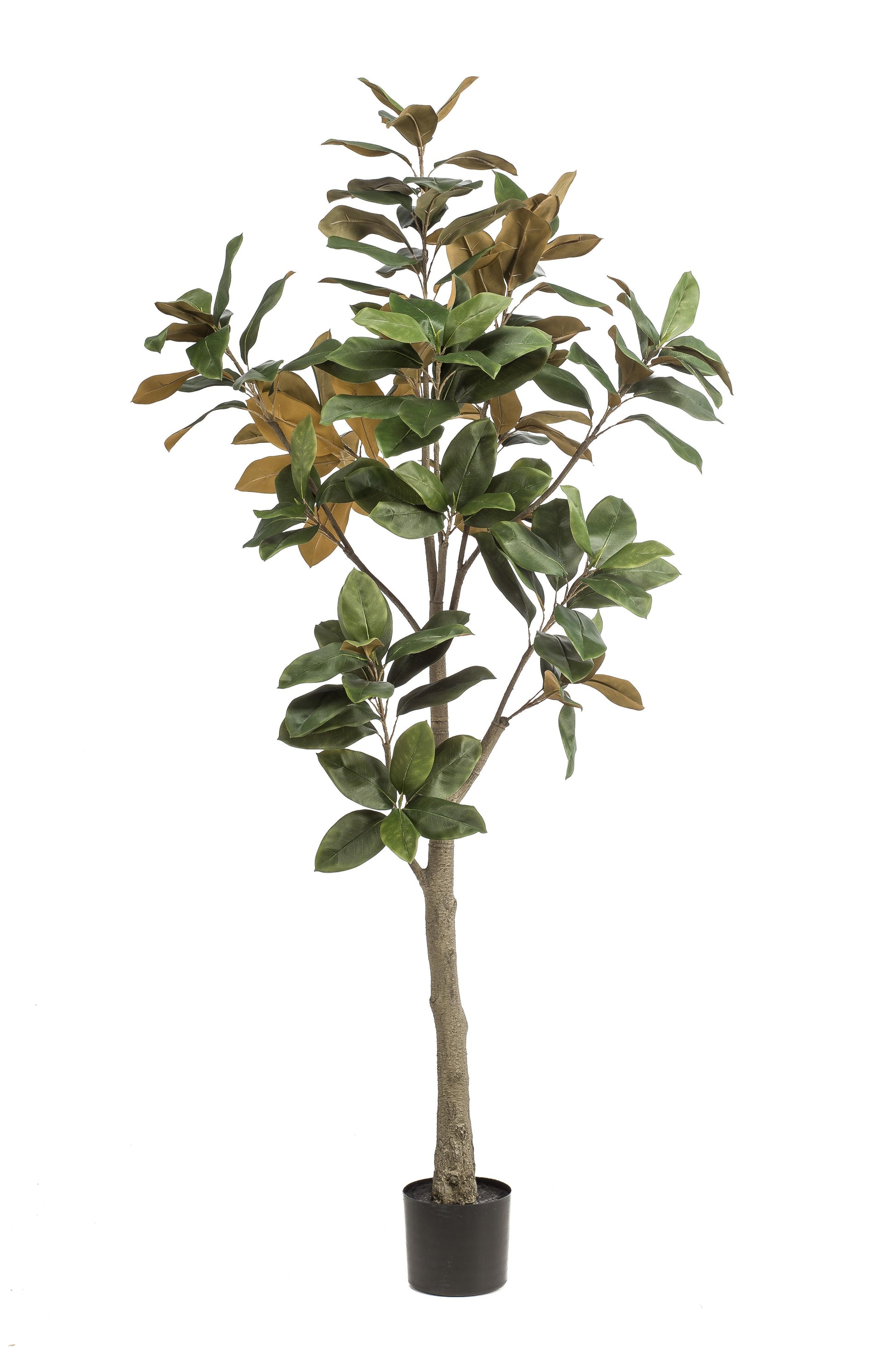 Kunstplant - Magnolia Grandiflora - 180 cm - Forest Plants