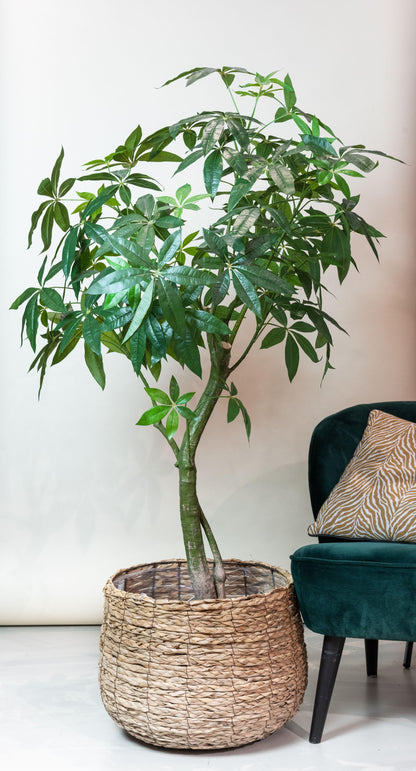 Kunstplant - Pachira Aquatica - Geldboom - 180 cm - Forest Plants