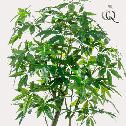 Kunstplant - Pachira Aquatica - Geldboom - 180 cm - Forest Plants