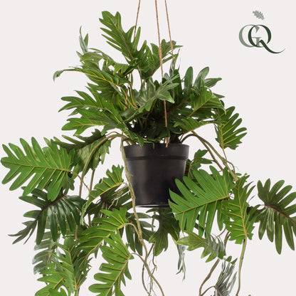Kunstplant - Philodendron - Klimmende boomliefhebber - 80 cm - Forest Plants
