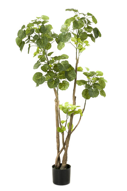 Kunstplant - Polyscias - Aralia - 135 cm - Forest Plants