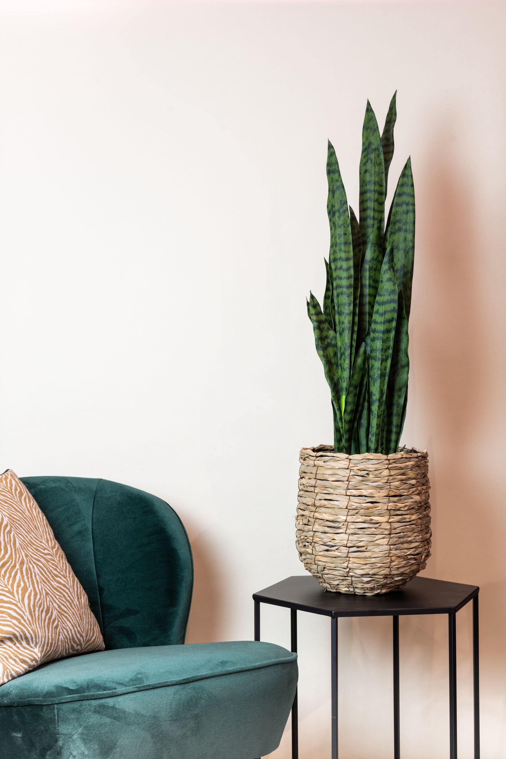 Kunstplant - Sanseveria black coral - Vrouwentong - 97 cm - Forest Plants