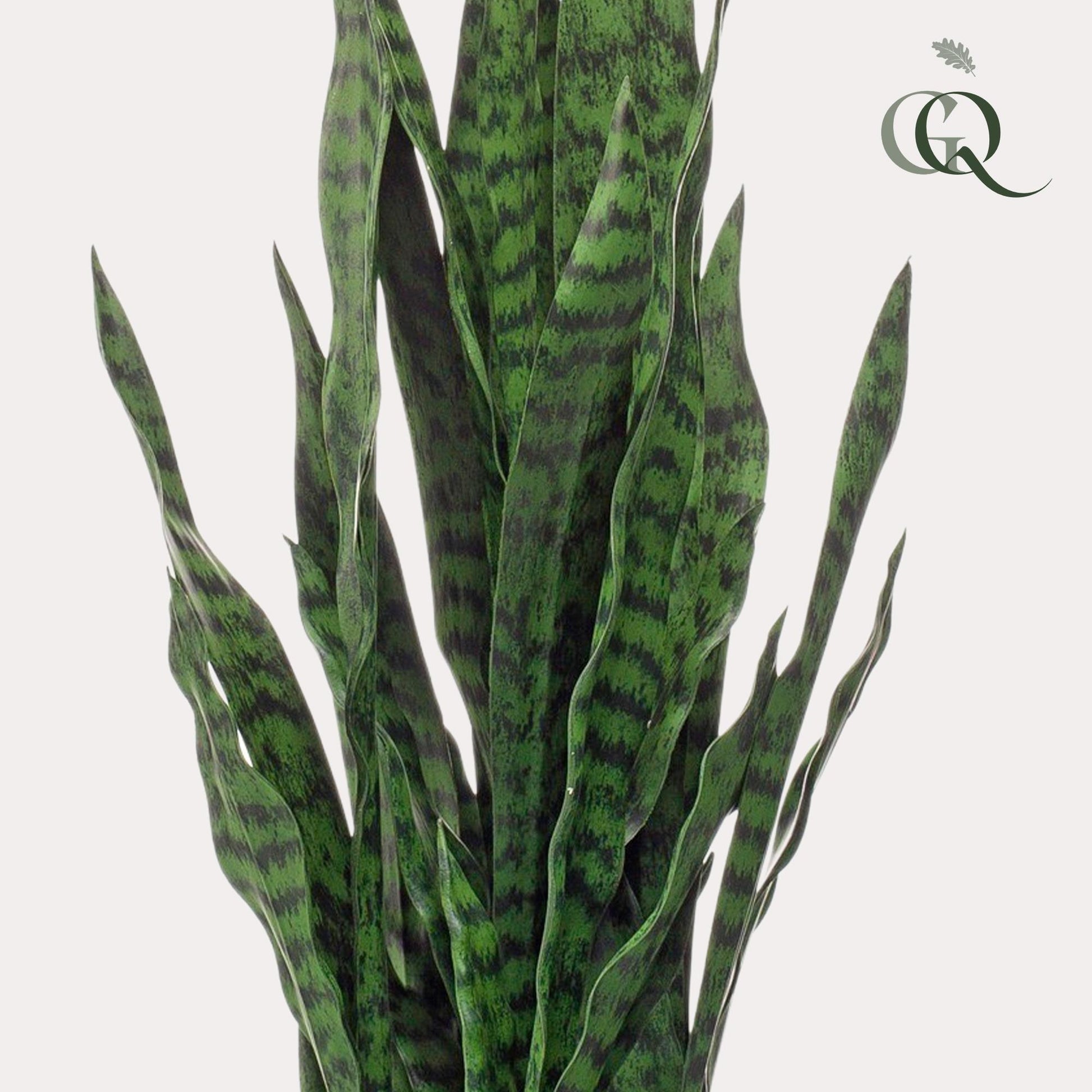 Kunstplant - Sanseveria black coral - Vrouwentong - 97 cm - Forest Plants