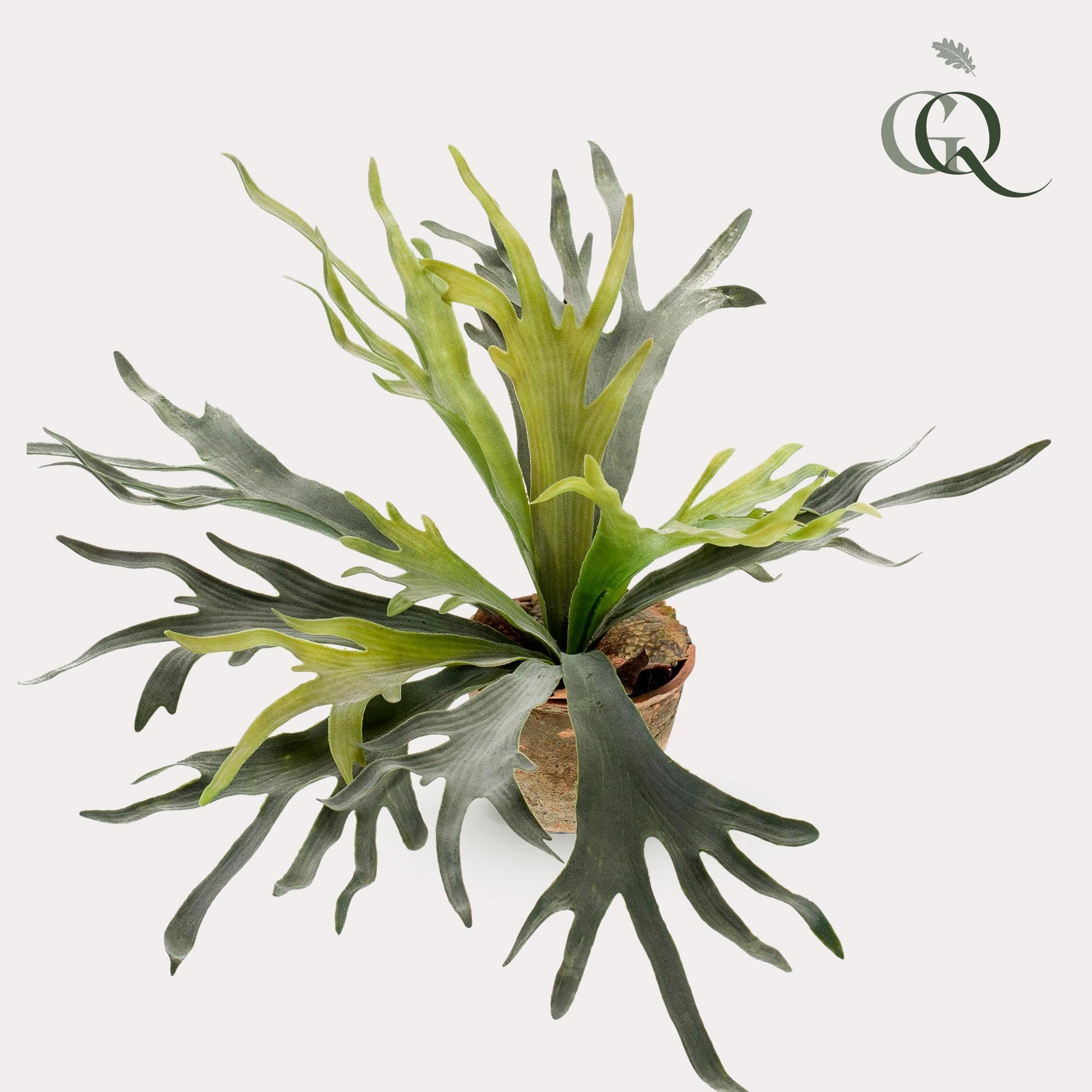 Kunstplant - Staghorn Fern - Hertshoorn - 50 cm - Forest Plants