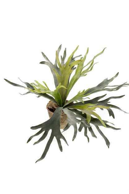Kunstplant - Staghorn Fern - Hertshoorn - 50 cm - Forest Plants