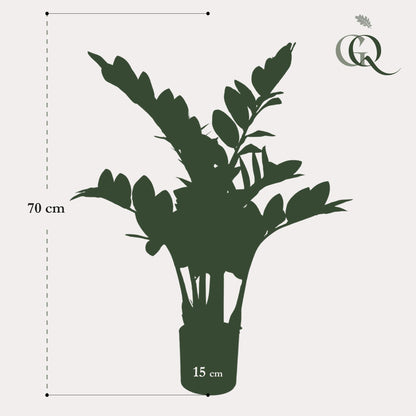 Kunstplant - Zamioculcas - Kamerpalm - 110 cm - Forest Plants
