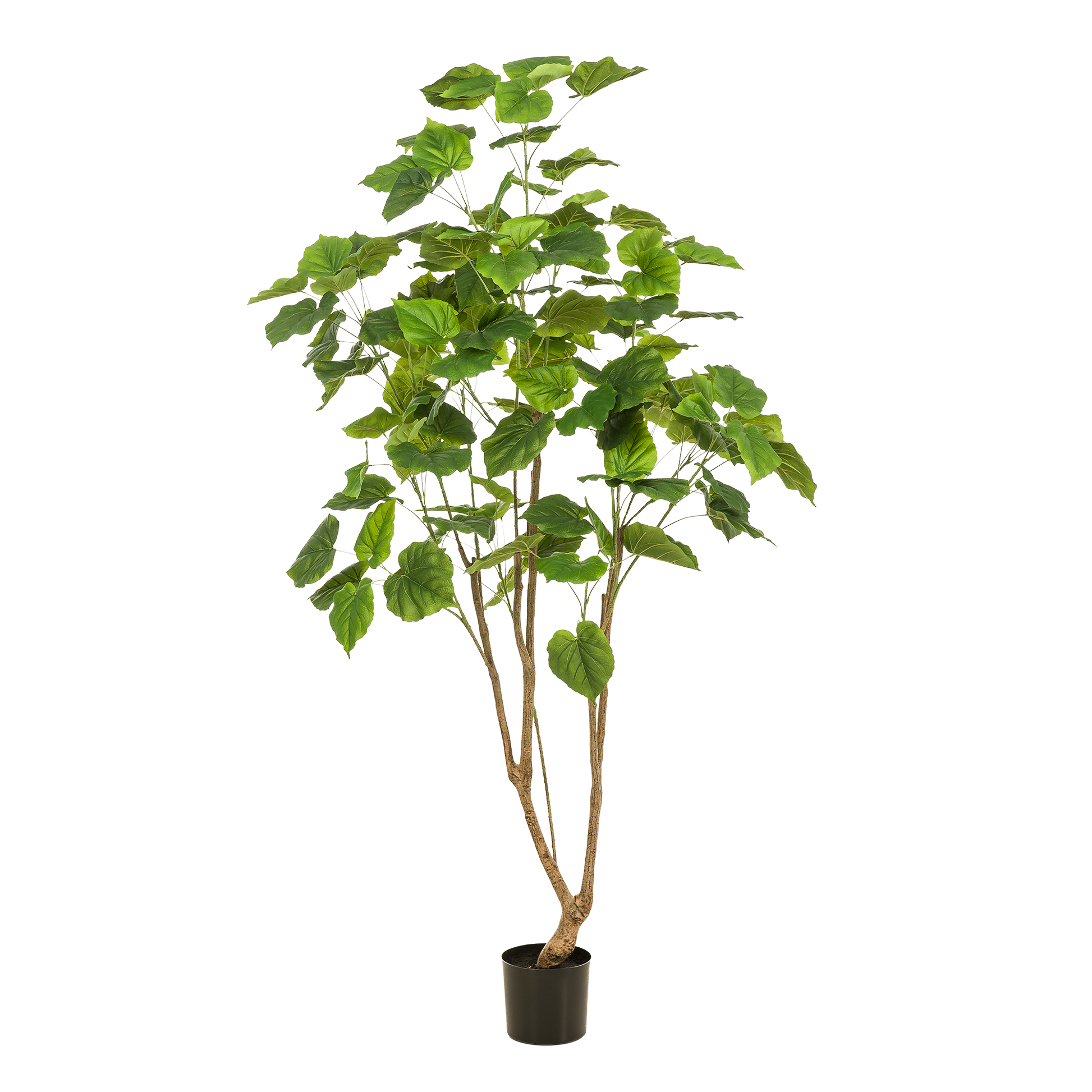 Kunstplant - Ficus umbellate - Afrikaanse vijg - 180 cm - Forest Plants
