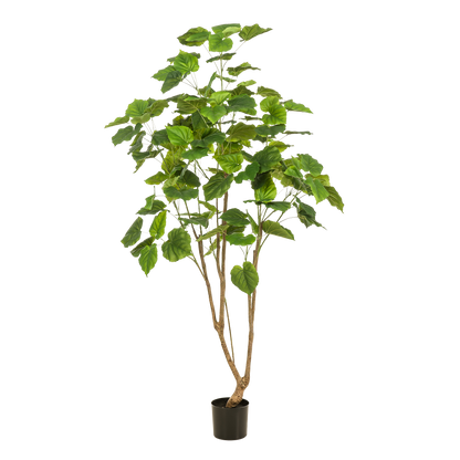 Kunstplant - Ficus umbellate - Afrikaanse vijg - 180 cm - Forest Plants