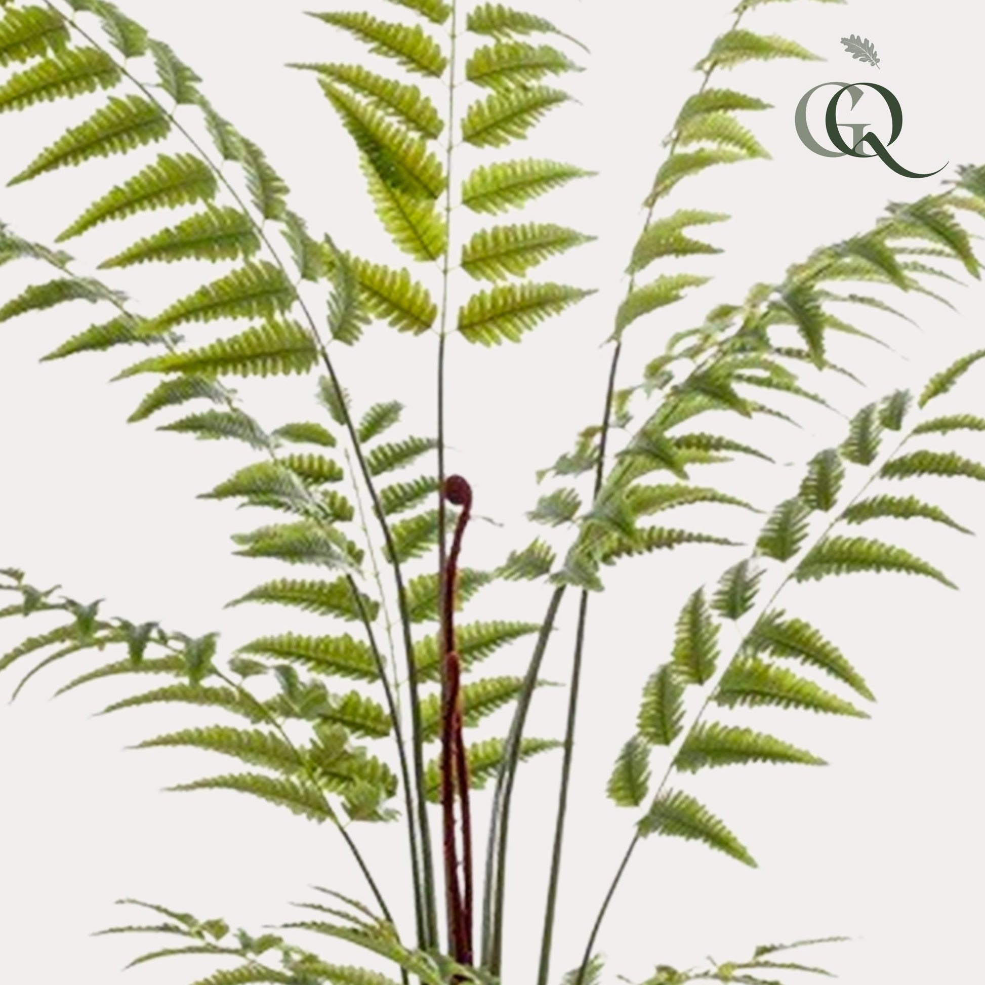 Kunstplant - Rumohra Adiantiformis - Ledervaren - 180 cm - Forest Plants
