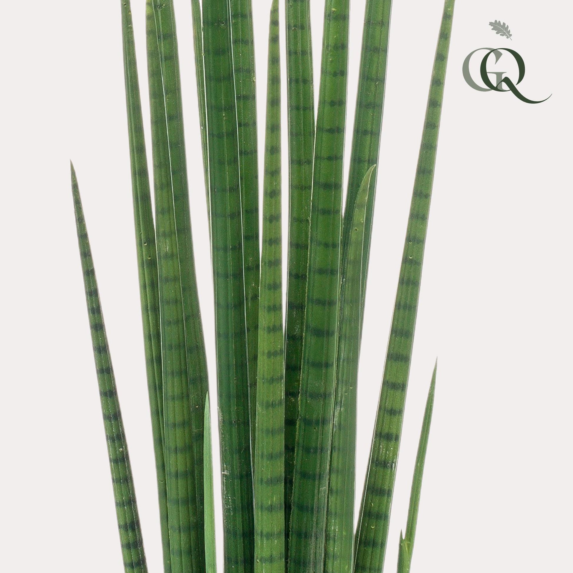 Kunstplant - Sanseveria Cylindrica - Vrouwentong - 70 cm - Forest Plants