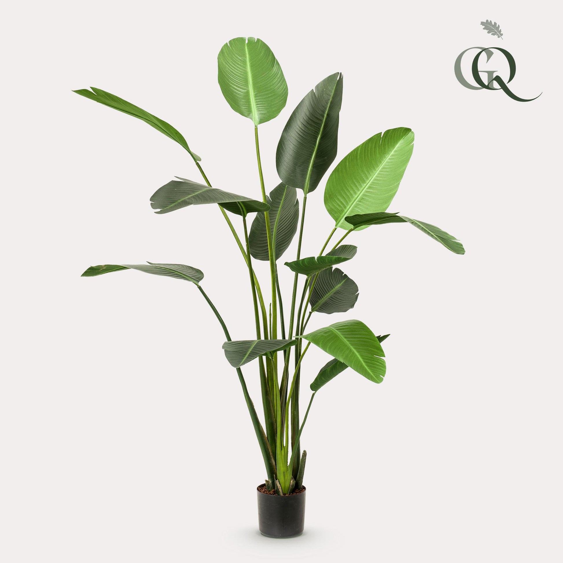Kunstplant - Strelitzia Nicolai - Paradijsvogelbloem -  230 cm - Forest Plants