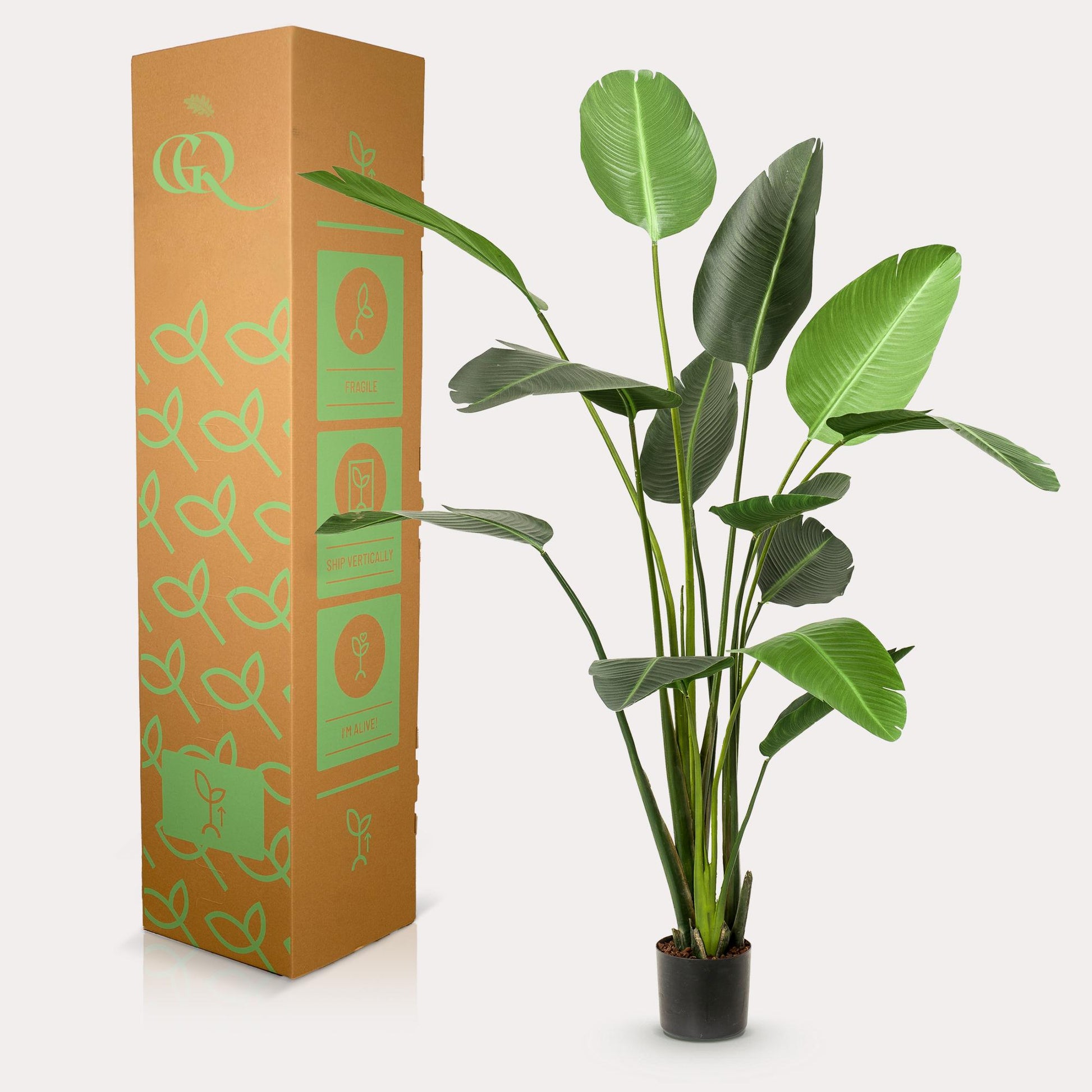 Kunstplant - Strelitzia Nicolai - Paradijsvogelbloem -  230 cm - Forest Plants