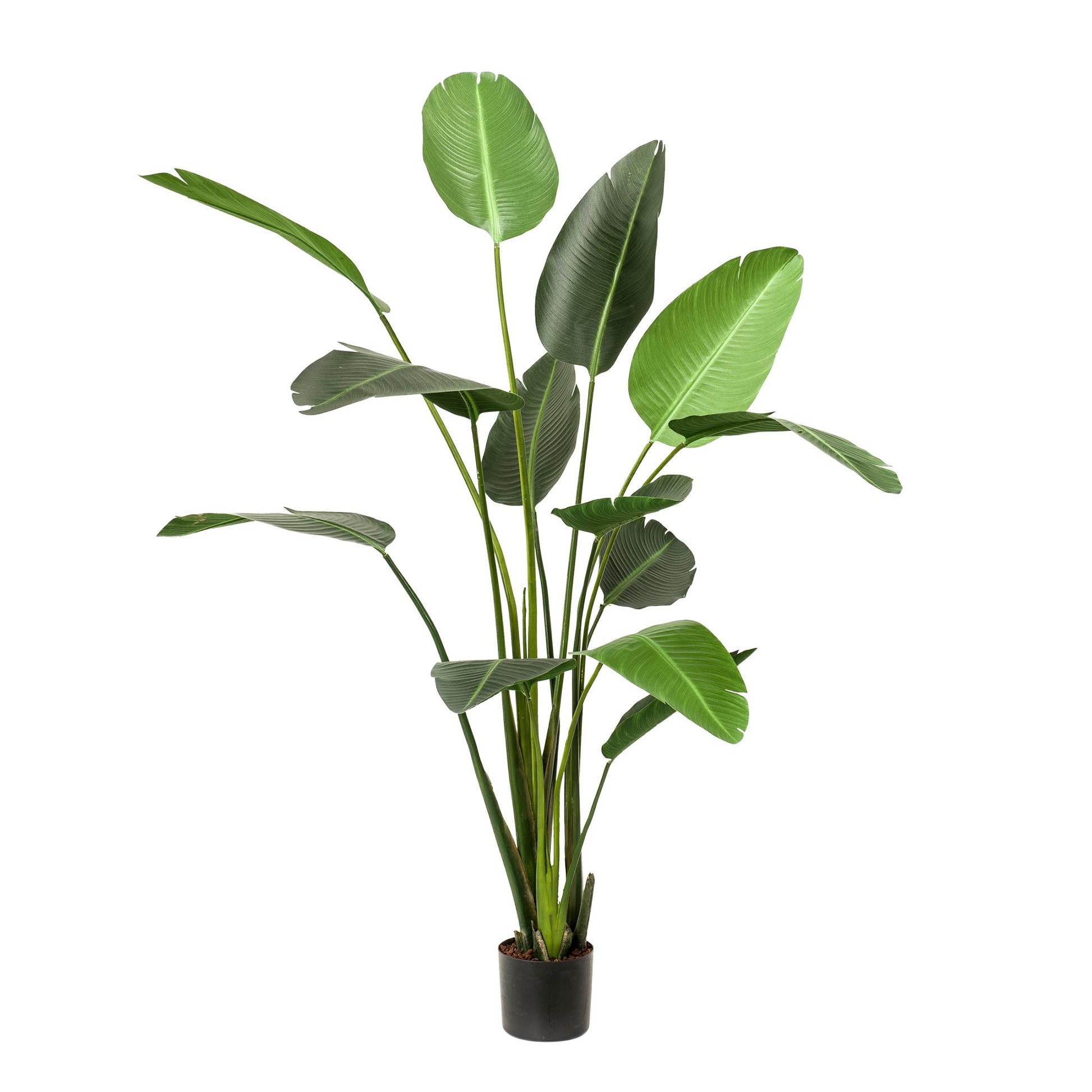 Kunstplant - Strelitzia Nicolai - Paradijsvogelbloem -  230 cm - Forest Plants