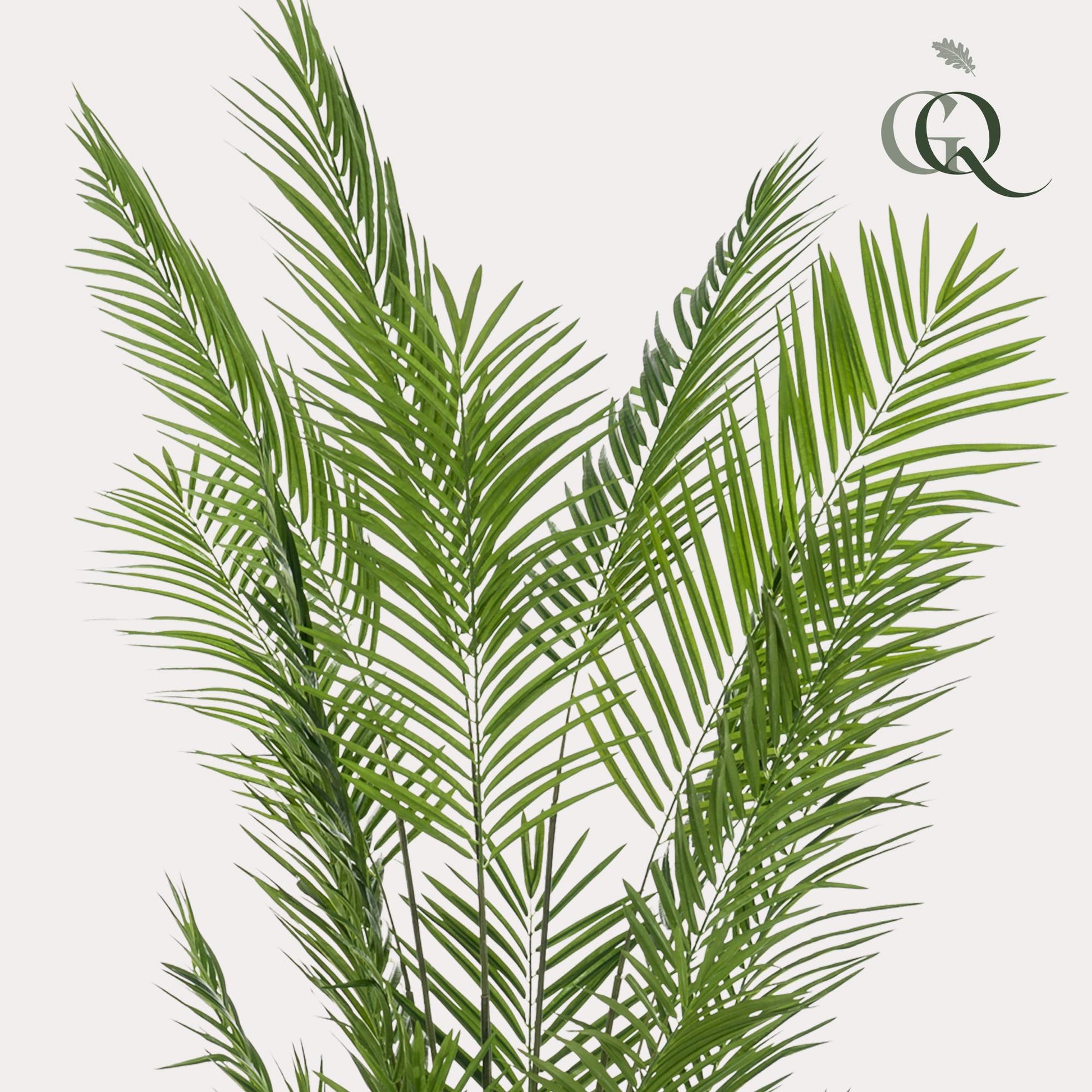 Kunstplant - Areca Lutescens - Goudpalm - 240 cm - Forest Plants