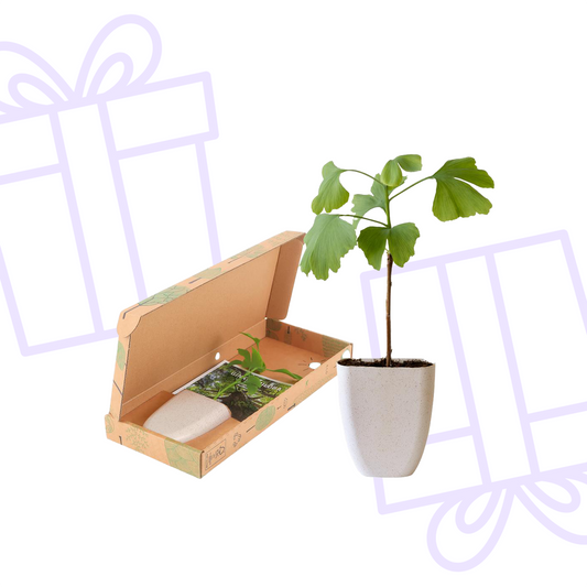Levensboom - Ginkgo Biloba in brievenbusdoosje