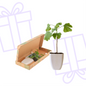 Levensboom - Ginkgo Biloba in brievenbusdoosje