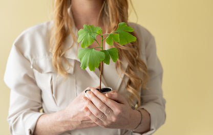 Levensboom - Ginkgo Biloba in brievenbusdoosje
