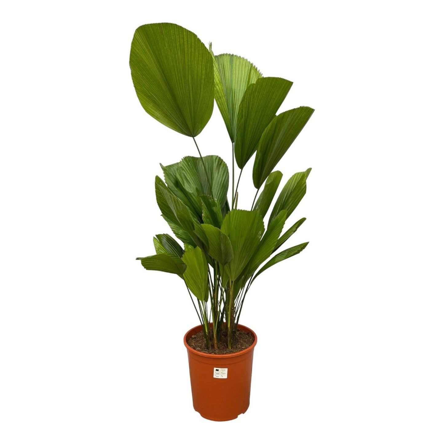 Licuala Grandis - 150 cm