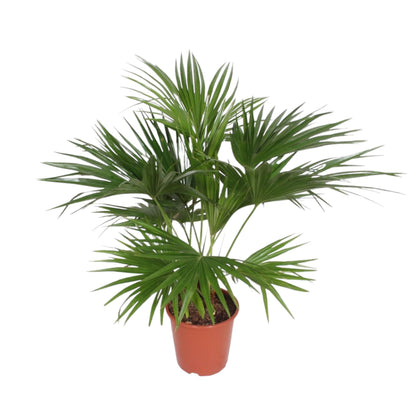 Livistona Chinensis - 150 cm - Forest Plants