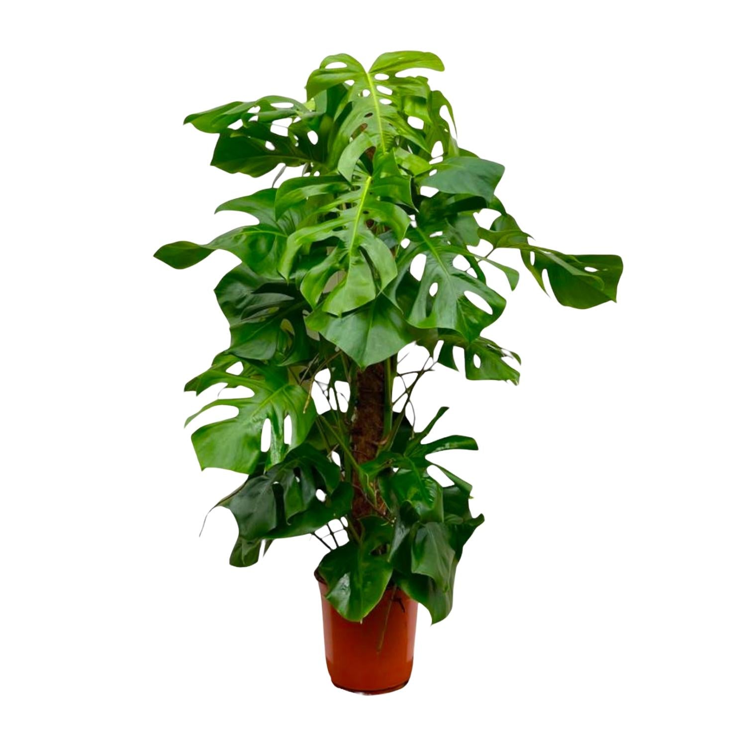 Monstera Deliciosa XXL - 150 cm - Forest Plants