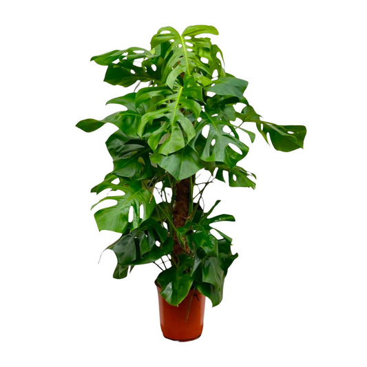 Monstera Deliciosa XXL - 150 cm - Forest Plants