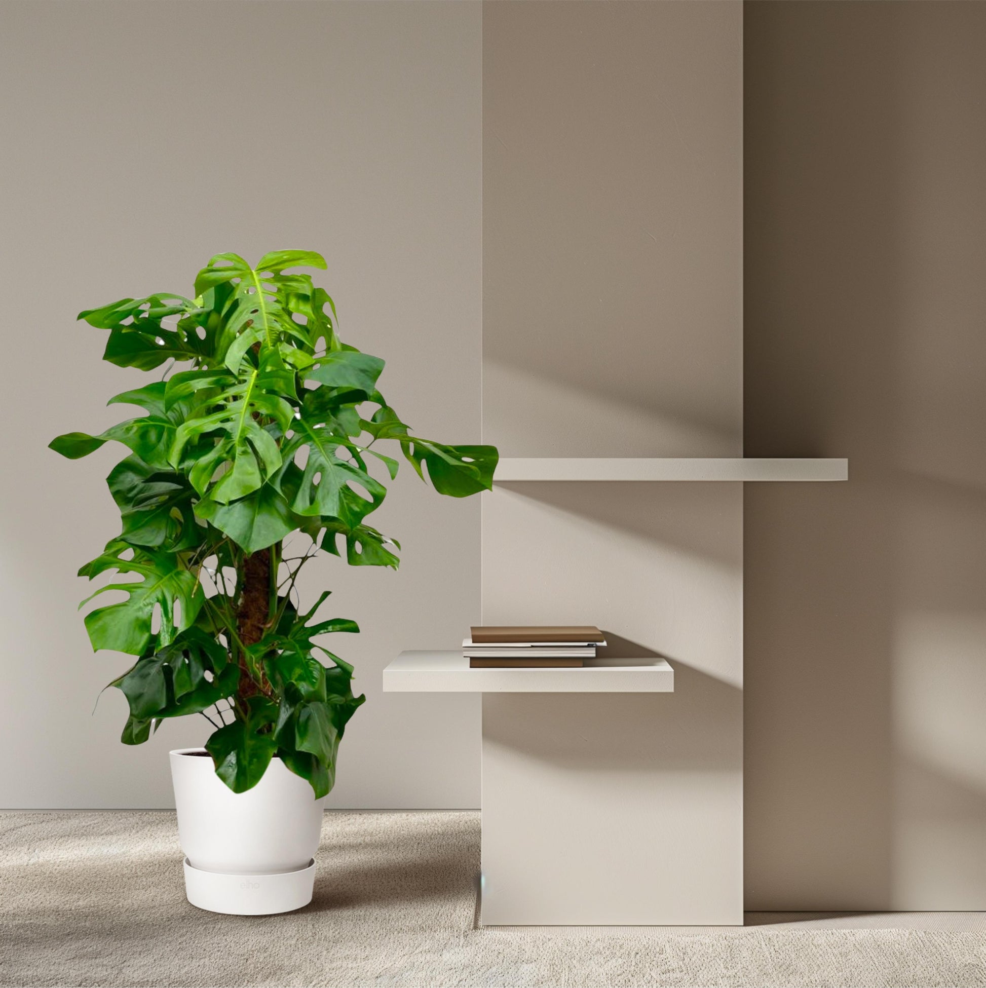 Monstera Deliciosa XXL - 150 cm - Forest Plants