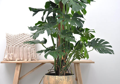 Monstera Deliciosa XXL - 150 cm - Forest Plants