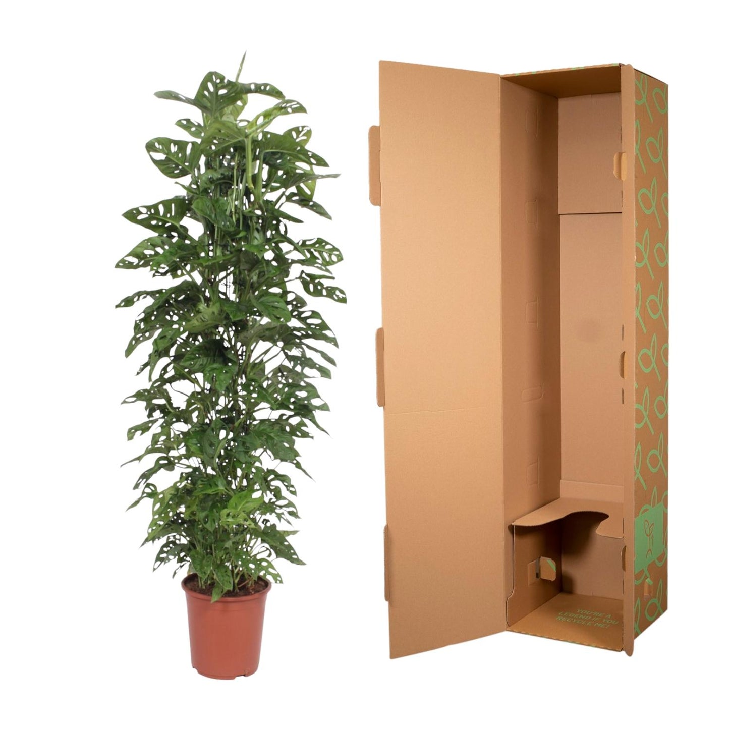 Monstera Monkey Leaf gaasrek - 180 cm - Forest Plants