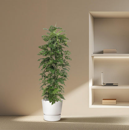 Monstera Monkey Leaf gaasrek - 180 cm - Forest Plants