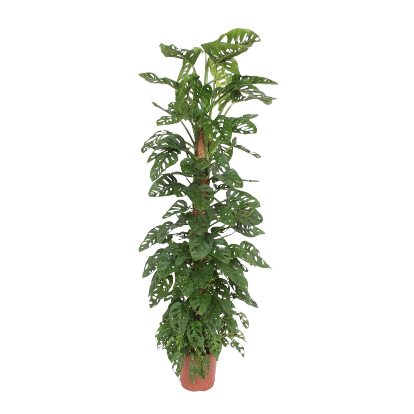 Monstera Monkey Leaf mosstok - 170 cm - Forest Plants
