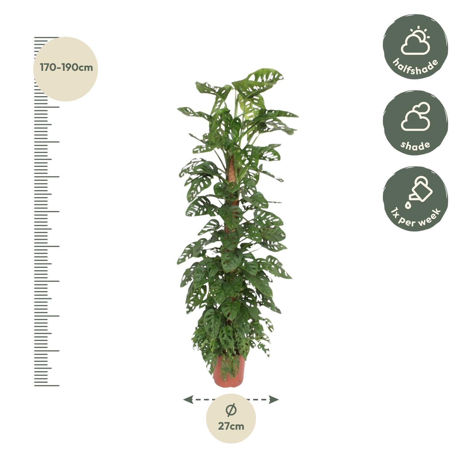 Monstera Monkey Leaf mosstok - 170 cm - Forest Plants