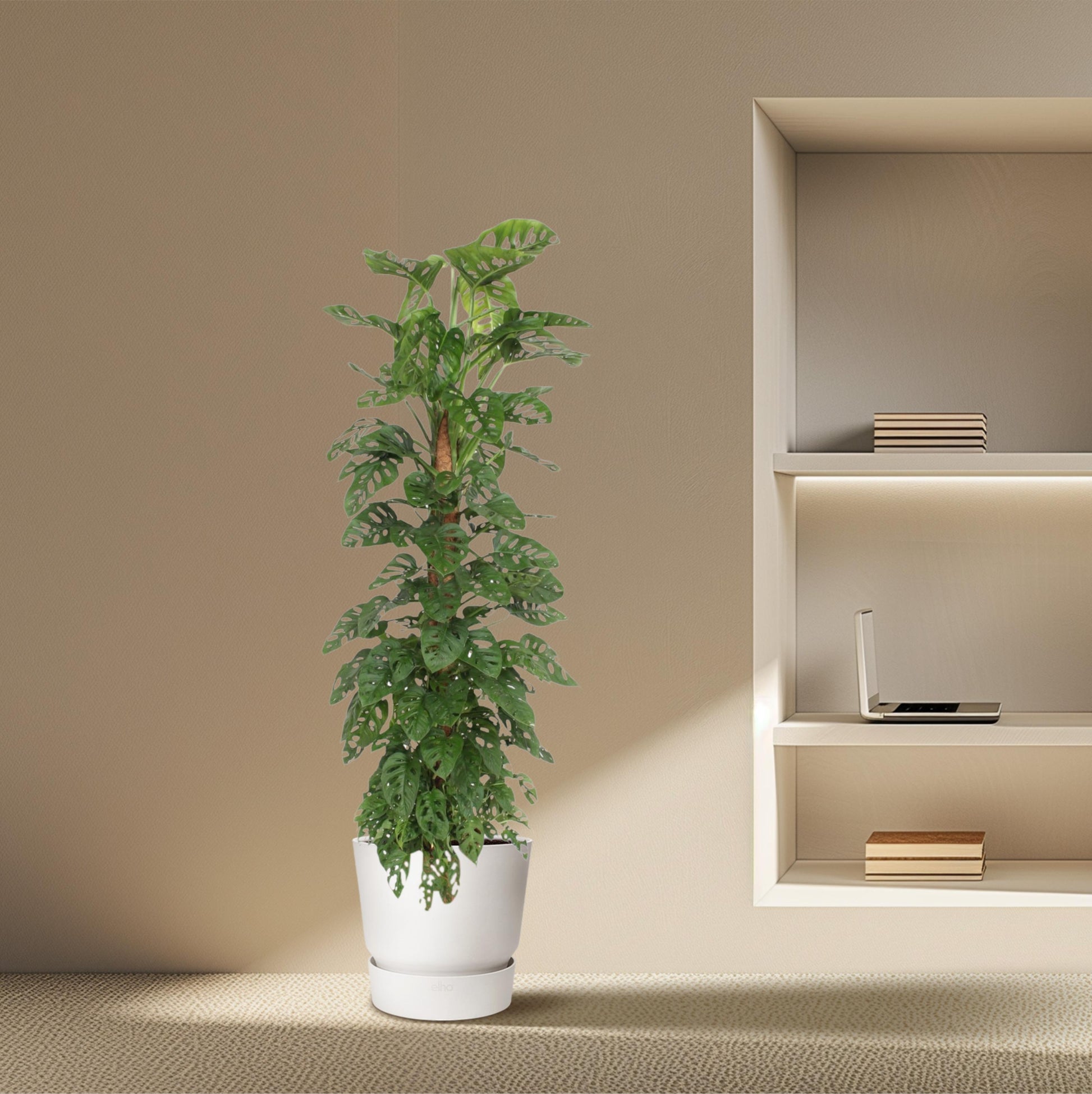 Monstera Monkey Leaf mosstok - 170 cm - Forest Plants