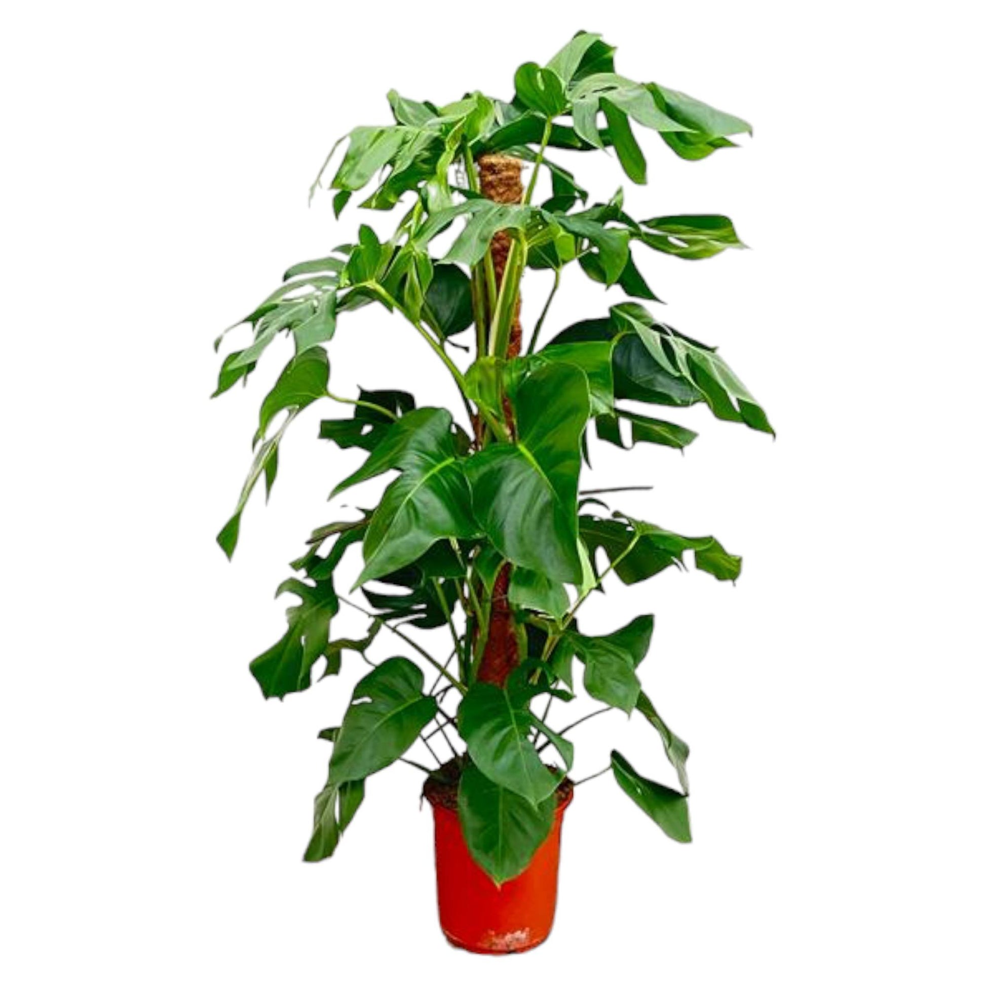 Monstera Pertusum - 120 cm - Forest Plants