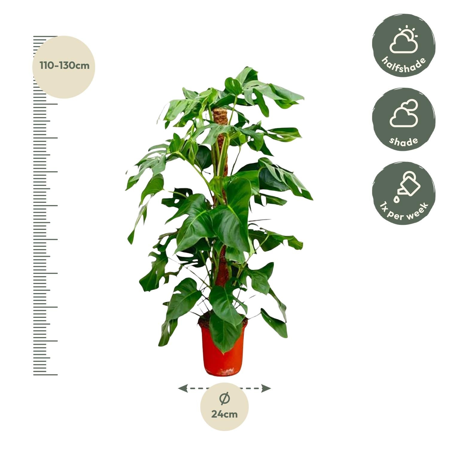 Monstera Pertusum - 120 cm - Forest Plants